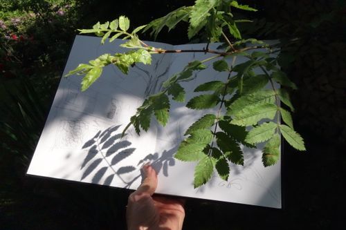 Workshop: Begegnung mit Pflanzen und Bildern für einen Tag, Foto Tobias Kraft