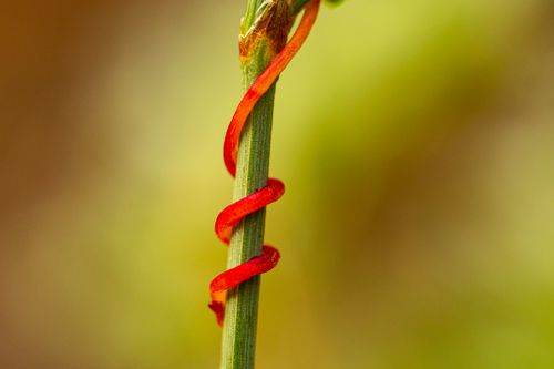 Plant Talks: Gesprächsrunde zur Kommunikation mit Pflanzen, Foto Maren Riemann